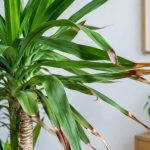 Yucca : pourquoi le bout des feuilles devient marron et comment y remédier