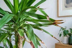 Yucca : pourquoi le bout des feuilles devient marron et comment y remédier