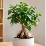 Ficus ginseng : quelle est sa durée de vie et comment la prolonger ?
