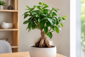 Ficus ginseng : quelle est sa durée de vie et comment la prolonger ?