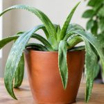 Aloe vera feuilles molles et tombantes : causes et solutions