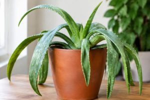 Aloe vera feuilles molles et tombantes : causes et solutions
