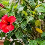 Hibiscus perd ses feuilles : causes et solutions pour retrouver une plante en bonne santé