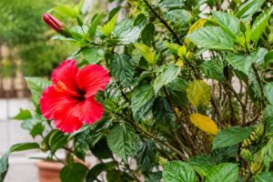 Hibiscus perd ses feuilles : causes et solutions pour retrouver une plante en bonne santé