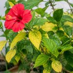 Comment soigner un hibiscus dont les feuilles jaunissent