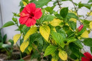Comment soigner un hibiscus dont les feuilles jaunissent