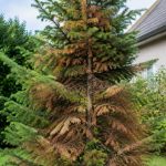 Sapin qui devient marron : que faire pour le sauver ?