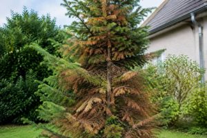 Sapin qui devient marron : que faire pour le sauver ?