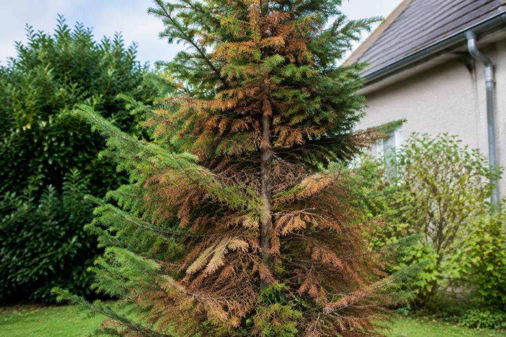 Sapin qui devient marron : que faire pour le sauver ?