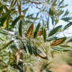Maladie olivier feuille marron : causes et solutions pour protéger votre arbre