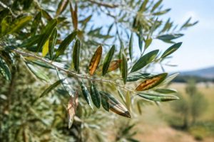 Maladie olivier feuille marron : causes et solutions pour protéger votre arbre