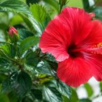 Hibiscus maladie traitement : reconnaître les symptômes et soigner votre plante