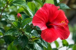 Hibiscus maladie traitement : reconnaître les symptômes et soigner votre plante
