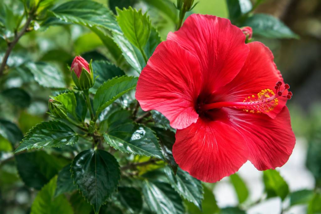 Hibiscus maladie traitement : reconnaître les symptômes et soigner votre plante