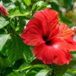 Hibiscus extérieur : maladies, symptômes et traitements efficaces