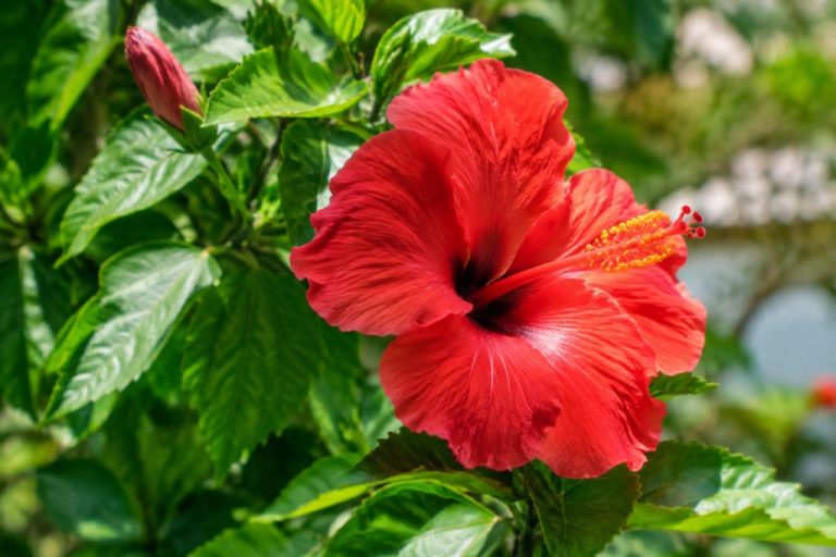 Hibiscus extérieur : maladies, symptômes et traitements efficaces