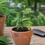 Comment réussir une bouture d’acacia en France
