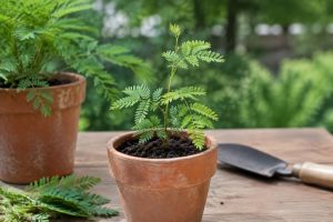 Comment réussir une bouture d’acacia en France
