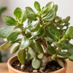 Crassula à feuille molle : causes et solutions pour la sauver