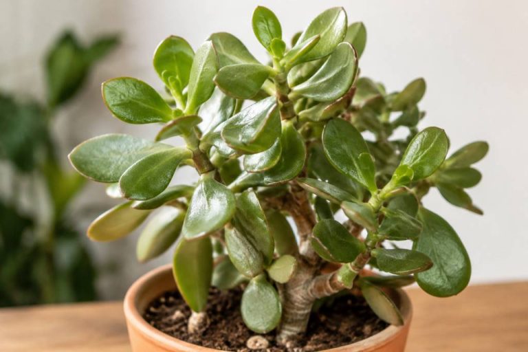 Crassula à feuille molle : causes et solutions pour la sauver