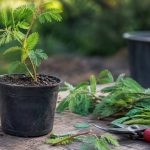 Bouturer un acacia : méthodes et conseils pour réussir sa multiplication
