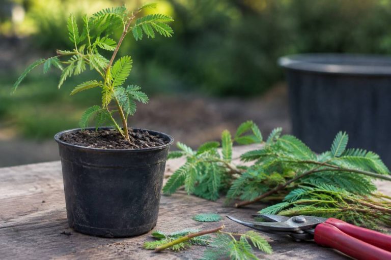Bouturer un acacia : méthodes et conseils pour réussir sa multiplication