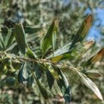 Olivier : pourquoi le bout des feuilles est marron ?