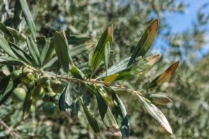 Olivier : pourquoi le bout des feuilles est marron ?