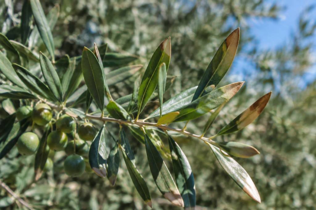 Olivier : pourquoi le bout des feuilles est marron ?