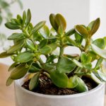 Crassula feuilles molles : causes et solutions pour lui redonner vigueur