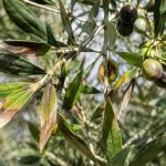 Feuille marron sur un olivier : causes et solutions au jardin