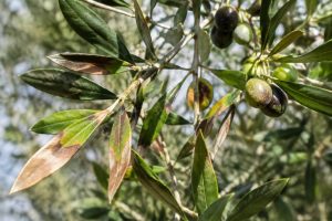 Feuille marron sur un olivier : causes et solutions au jardin