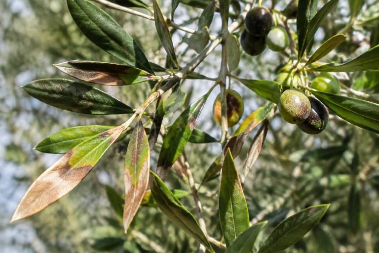 Feuille marron sur un olivier : causes et solutions au jardin