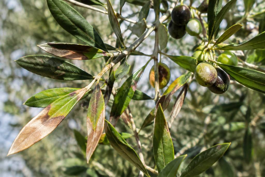 Feuille marron sur un olivier : causes et solutions au jardin