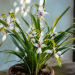 Orchidée danseuse : comment la cultiver en France ?