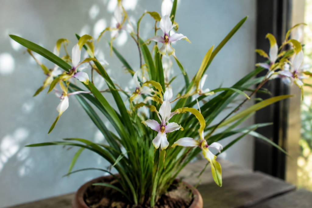 Orchidée danseuse : comment la cultiver en France ?