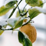 Voile d’hivernage : protéger un citronnier rustique en hiver
