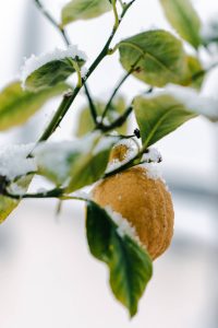 Voile d’hivernage : protéger un citronnier rustique en hiver