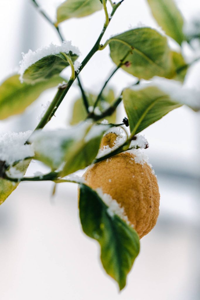 Voile d’hivernage : protéger un citronnier rustique en hiver